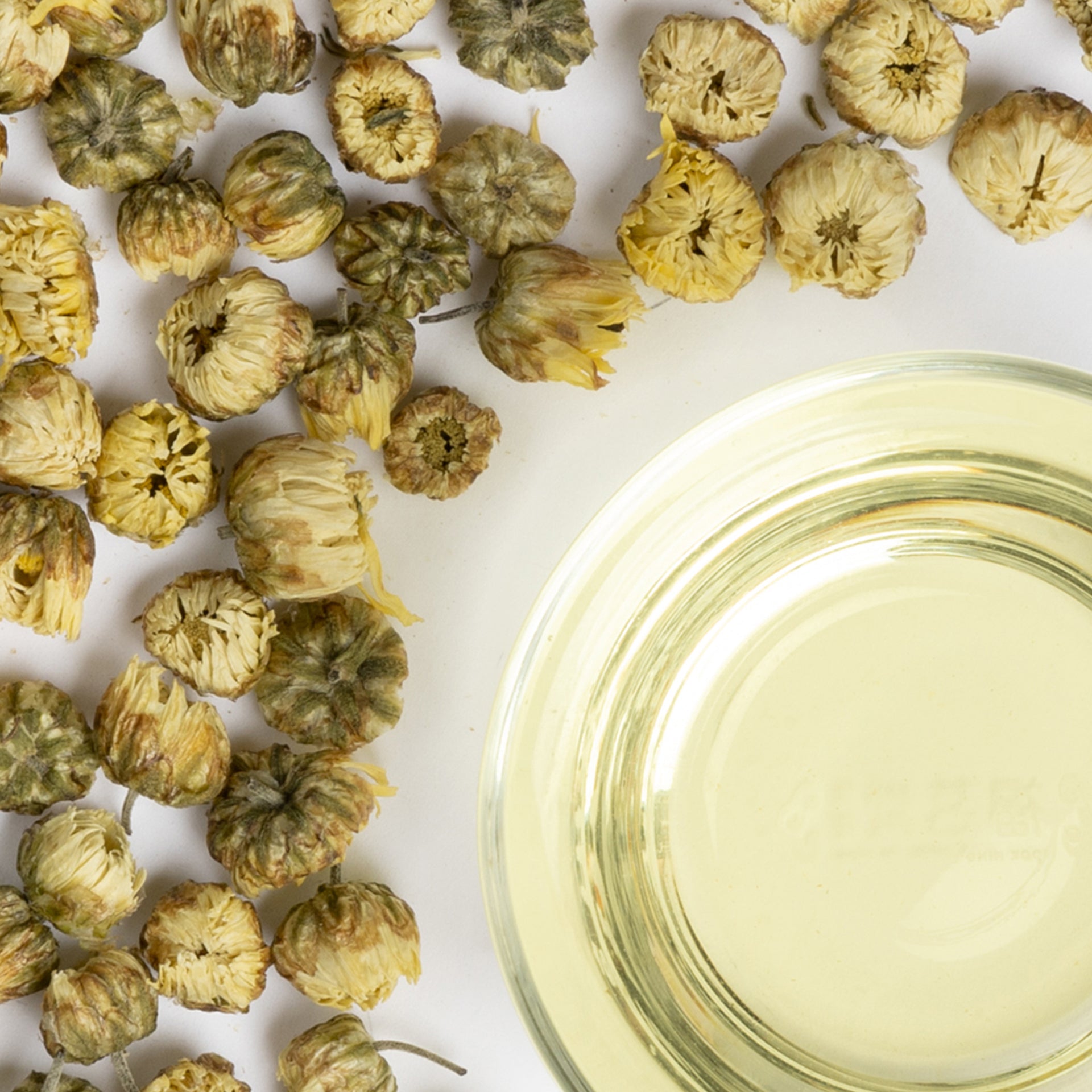 Hangzhou Bud CHRYSANTHEMUM