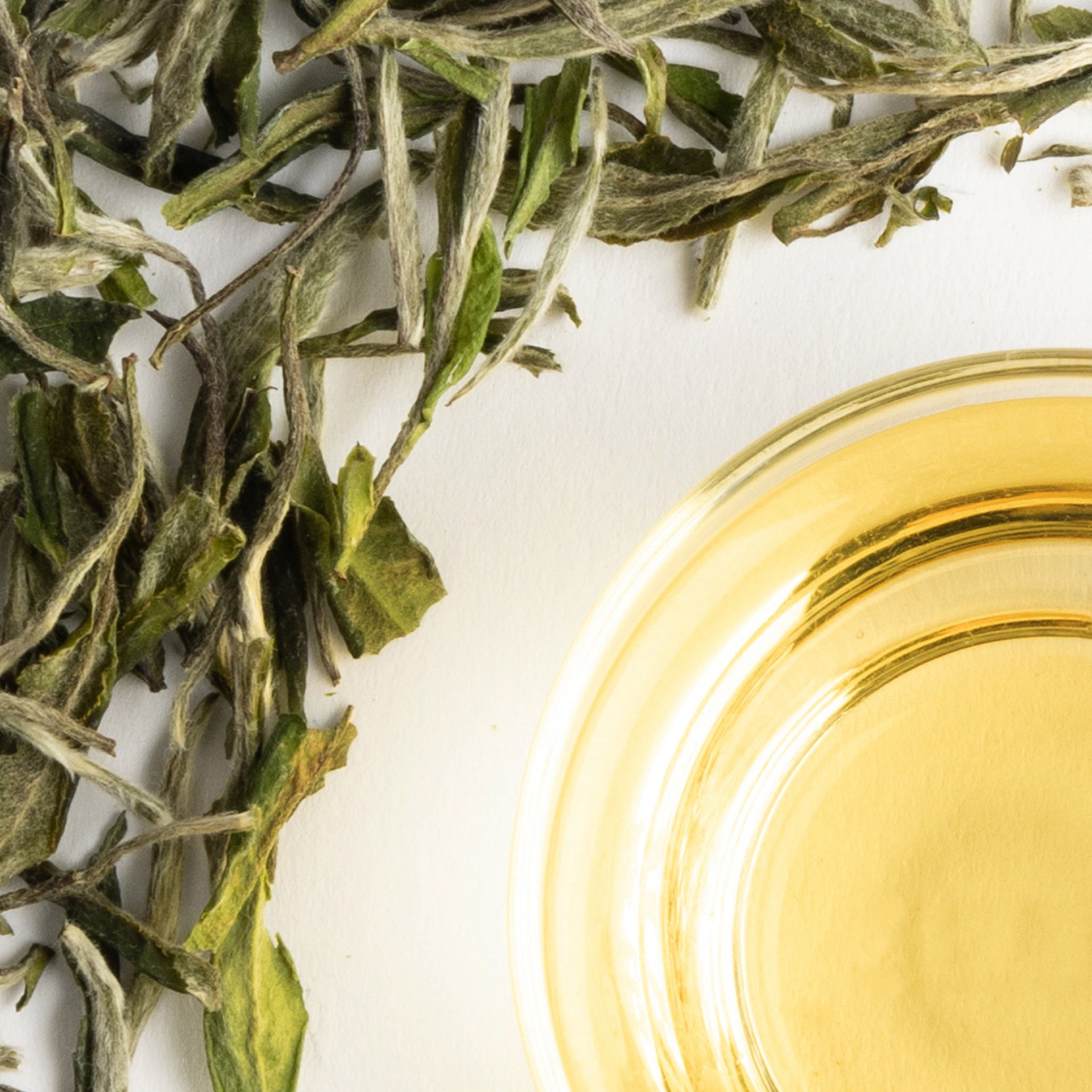 Fuding WHITE PEONY Tea (2025 Spring Tea)